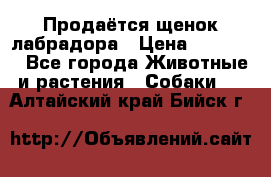 Продаётся щенок лабрадора › Цена ­ 30 000 - Все города Животные и растения » Собаки   . Алтайский край,Бийск г.